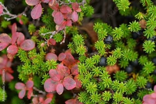 山