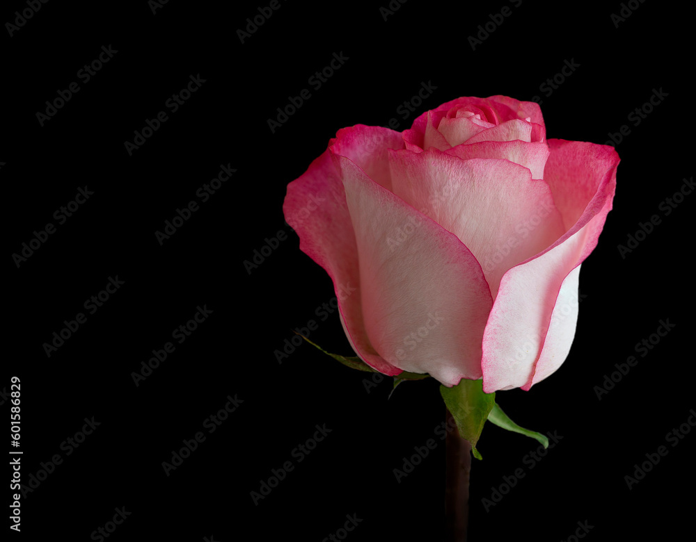 pink rose isolated on black