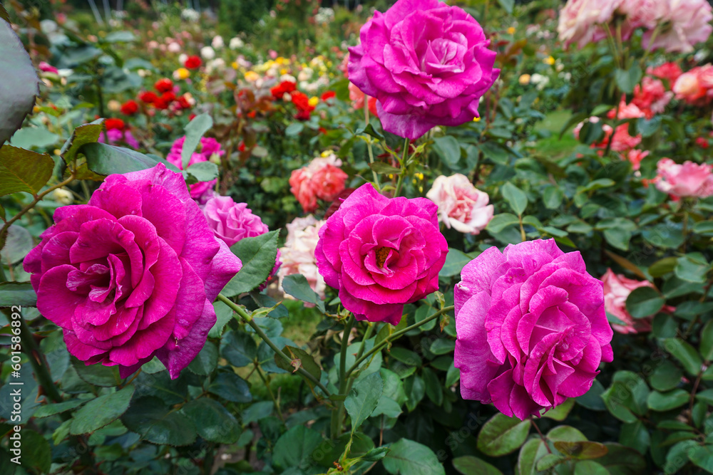 pink roses in garden pink roses in garden