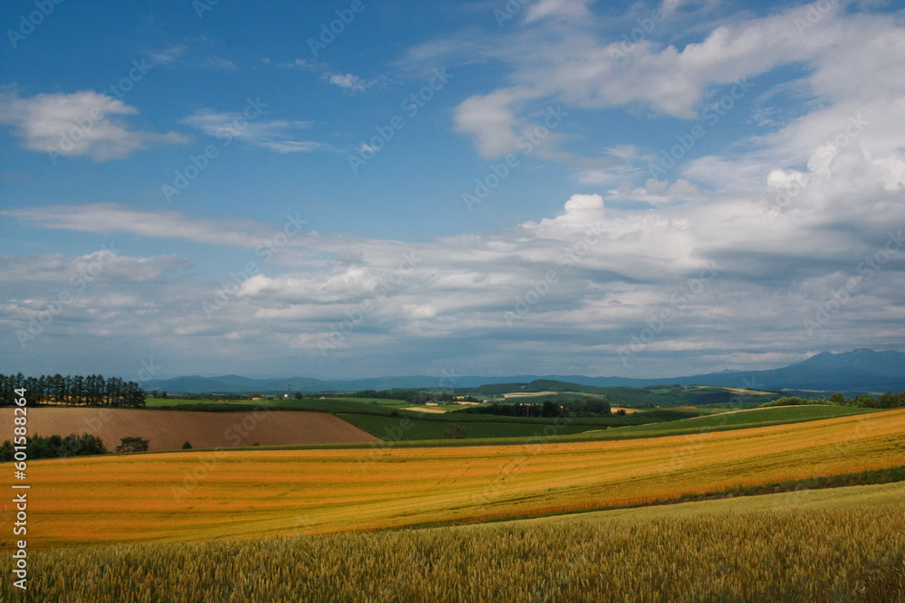 夏の丘の麦畑
