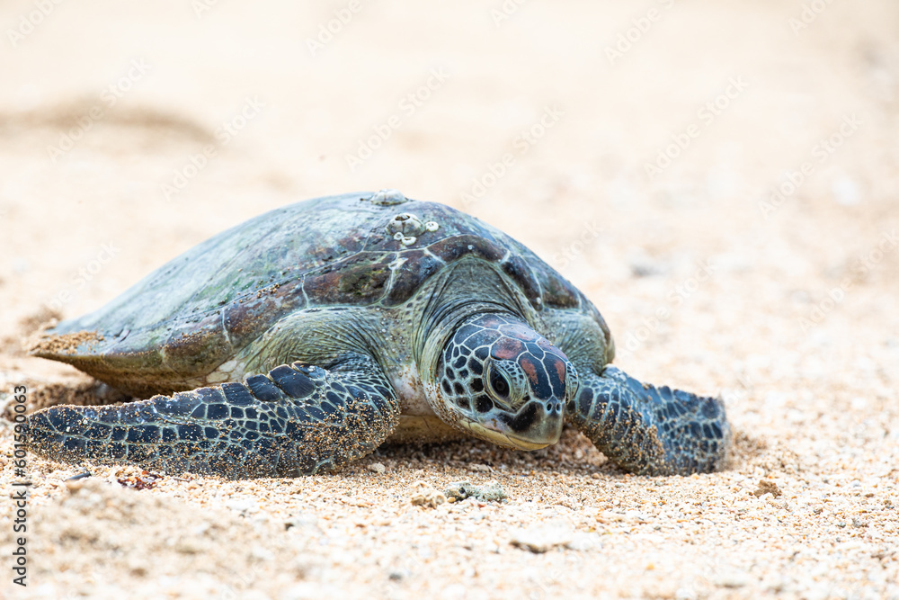 Obraz premium Hawksbill sea turtle going back into the water coming from the beach after laying eggs. 