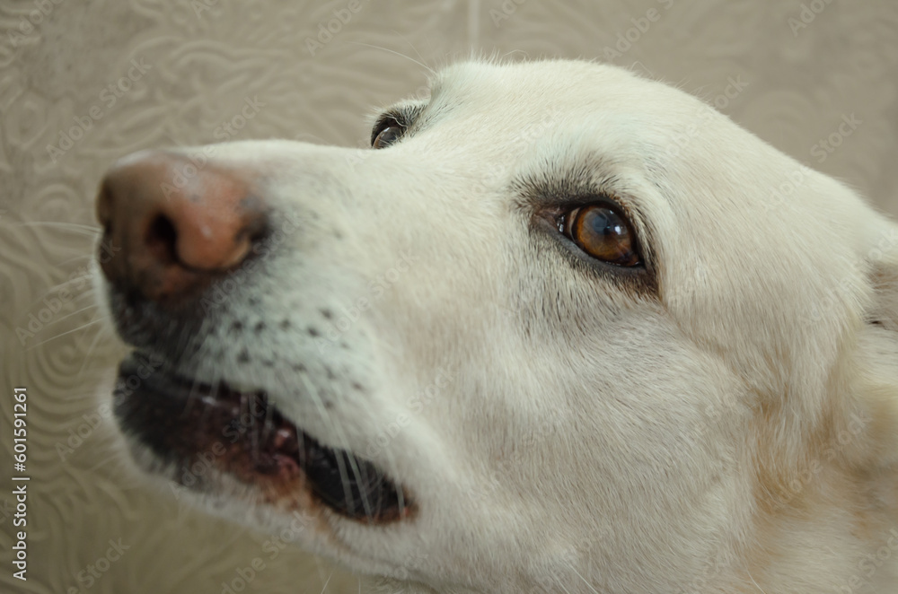 the muzzle of a white dog waiting for its owner the muzzle of a white dog waiting for its owner