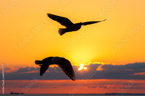 seagull in the sunset