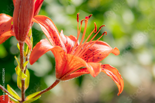 red lily flower