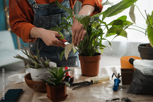 Woman transplanting houseplants into a new pot in the spring at home, cutting dry leaves, rejuvenates the plant