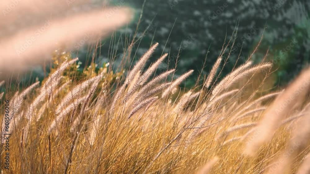 Field with golden grass swaying in wind. Dream concept. Low POV, slomo Field with golden grass swaying in wind. Dream concept. Low POV, slomo