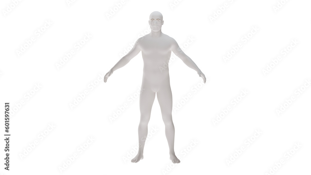 White plastic High resolution conceptual human 3D anatomy body 3d illustration isolated White plastic High resolution conceptual human 3D anatomy body 3d illustration isolated