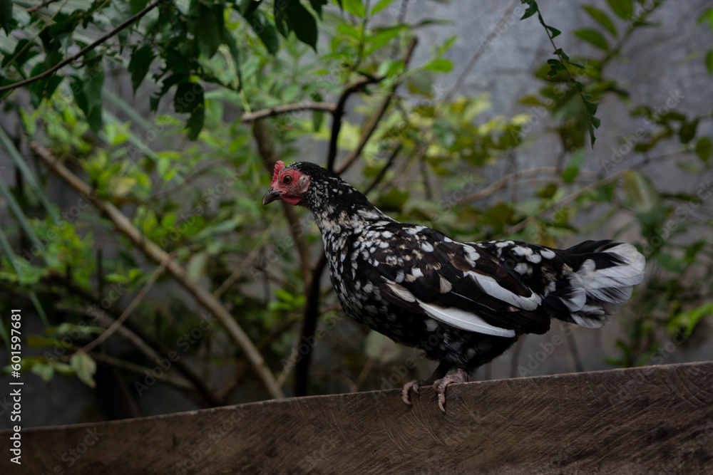 Fototapeta premium Gallina pequeña
