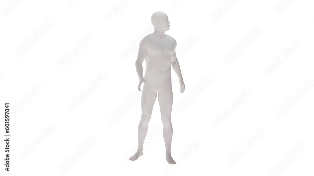 White plastic High resolution conceptual human 3D anatomy body 3d illustration isolated White plastic High resolution conceptual human 3D anatomy body 3d illustration isolated