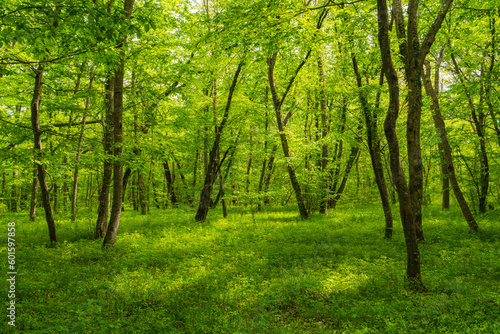 Fototapeta Naklejka Na Ścianę i Meble -  Bright green spring forest landscape