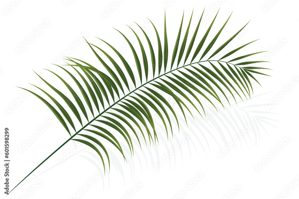 Obraz premium palm branch