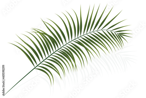 palm branch