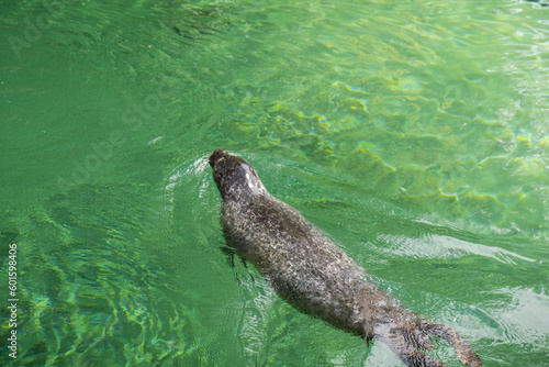 Galapagos fur seal - Arctocephalus galapagoensis- swimming. Lion seal in under water world. Seal swim in zoo aquarium blue water. 