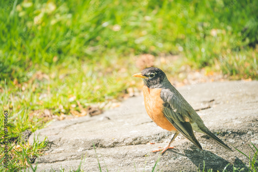 Beautiful Cute American Robin in Spring Beautiful Cute American Robin in Spring