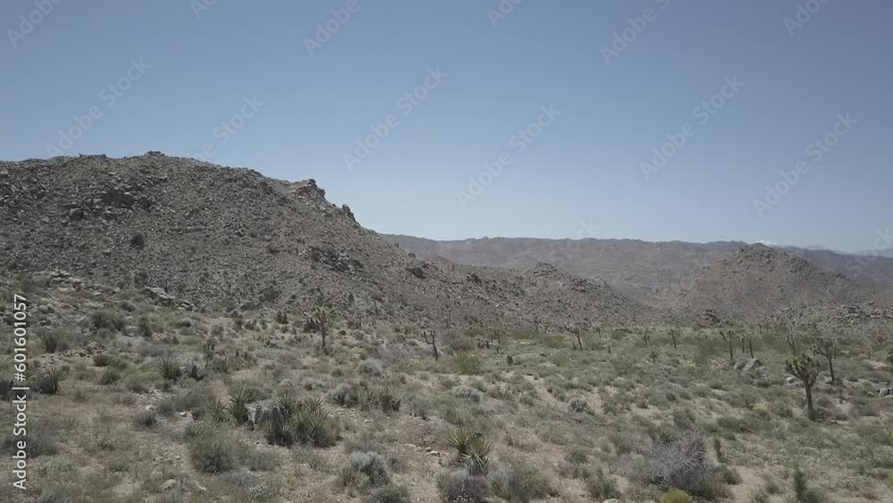 Drone shot going up near a tree in the famous Joshua Tree Park USA America on a sunny bright day with blue sky LOG Drone shot going up near a tree in the famous Joshua Tree Park USA America on a sunny bright day with blue sky LOG