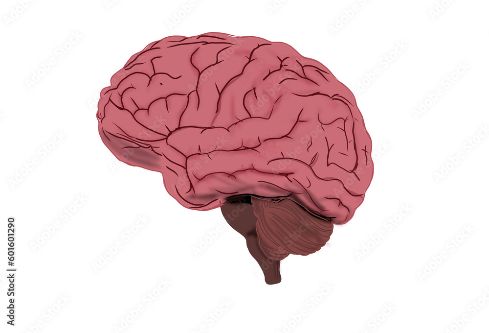 human brain isolated on white human brain isolated on white