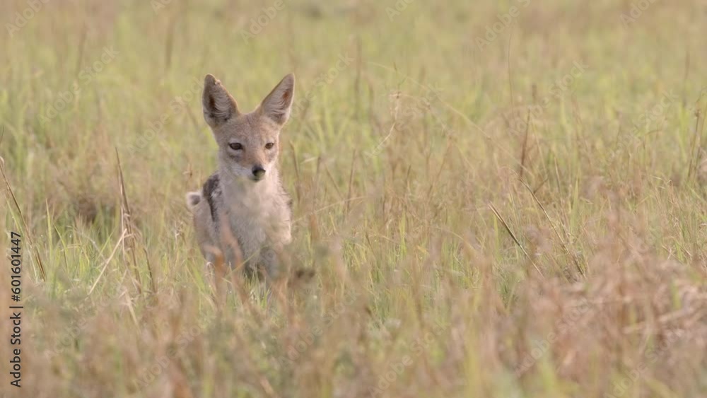 Wide shot of a black-backed Jackal standing in tall grass looking alert, Botswana. Wide shot of a black-backed Jackal standing in tall grass looking alert, Botswana.