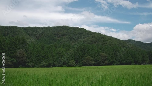 水田 田んぼ 田園風景 稲 青 緑 田舎 風 揺れる 花はす公園001 スロー 120p 