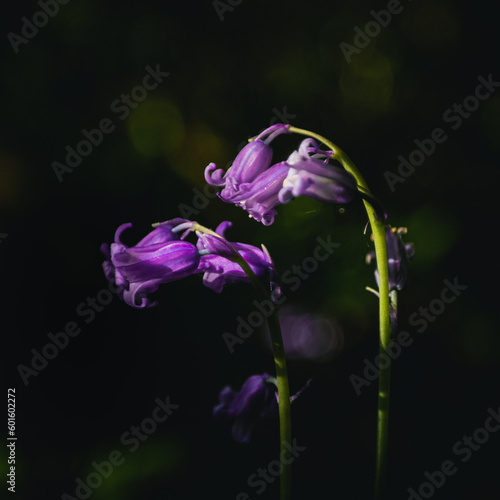 Bluebells against a dark woodland background