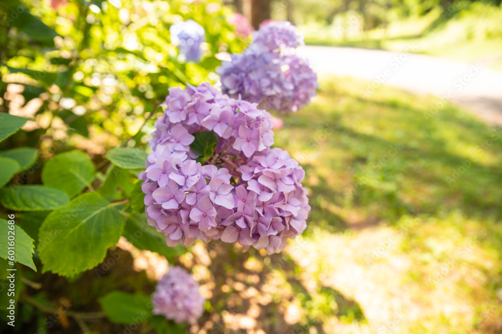 Magenta pink hydrangea macrophylla or hortensia shrub in full bloom in a flower pot, with fresh green leaves in the background, in a garden in a sunny summer day Magenta pink hydrangea macrophylla or hortensia shrub in full bloom in a flower pot, with fresh green leaves in the background, in a garden in a sunny summer day
