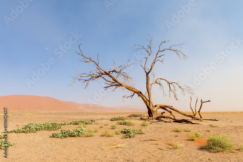 Landscape shot of a single tree in the desert near Dune 45  Sossusvlei  Namibia