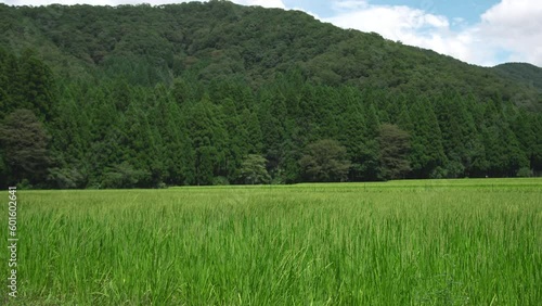 水田 田んぼ 田園風景 稲 青 緑 田舎 風 揺れる 花はす公園001 スロー 120p 
