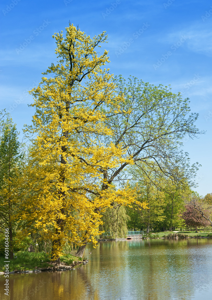 Fototapeta premium Quercus robur, the pedunculate oak growing on the bank of the pond in Prague Stromovka, Royal Game Reserve.