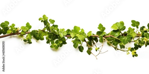 Bush grape or three-leaved wild vine ivy plant bush on white background