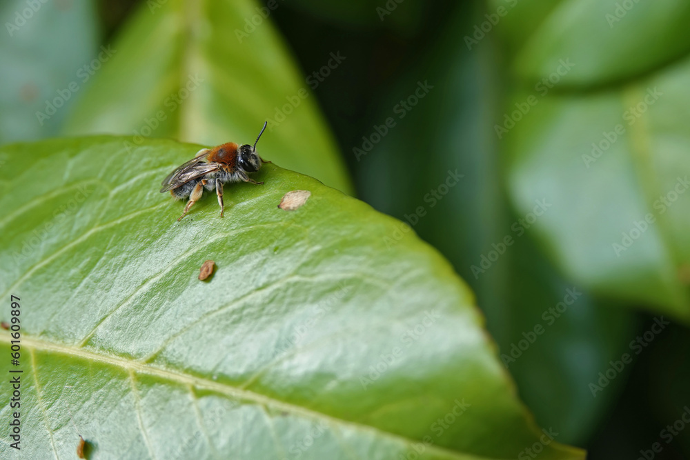 Closeup on a female red-tailed mining bee, Andren haemorhoa sitting on a green Prunus laurocerasus leaf Closeup on a female red-tailed mining bee, Andren haemorhoa sitting on a green Prunus laurocerasus leaf