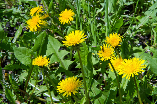 Lots of yellow dandelions in the meadow. Spring flowers.