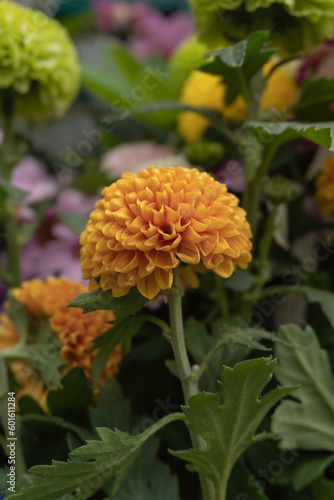 orange dahlia flower photo
