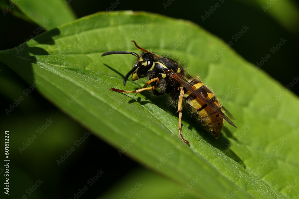 A Common Wasp Queen, Vespula vulgaris, resting on a leaf in springtime. A Common Wasp Queen, Vespula vulgaris, resting on a leaf in springtime.