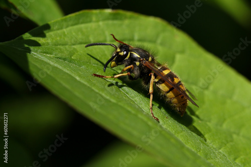 A Common Wasp Queen, Vespula vulgaris, resting on a leaf in springtime. © Sandra Standbridge