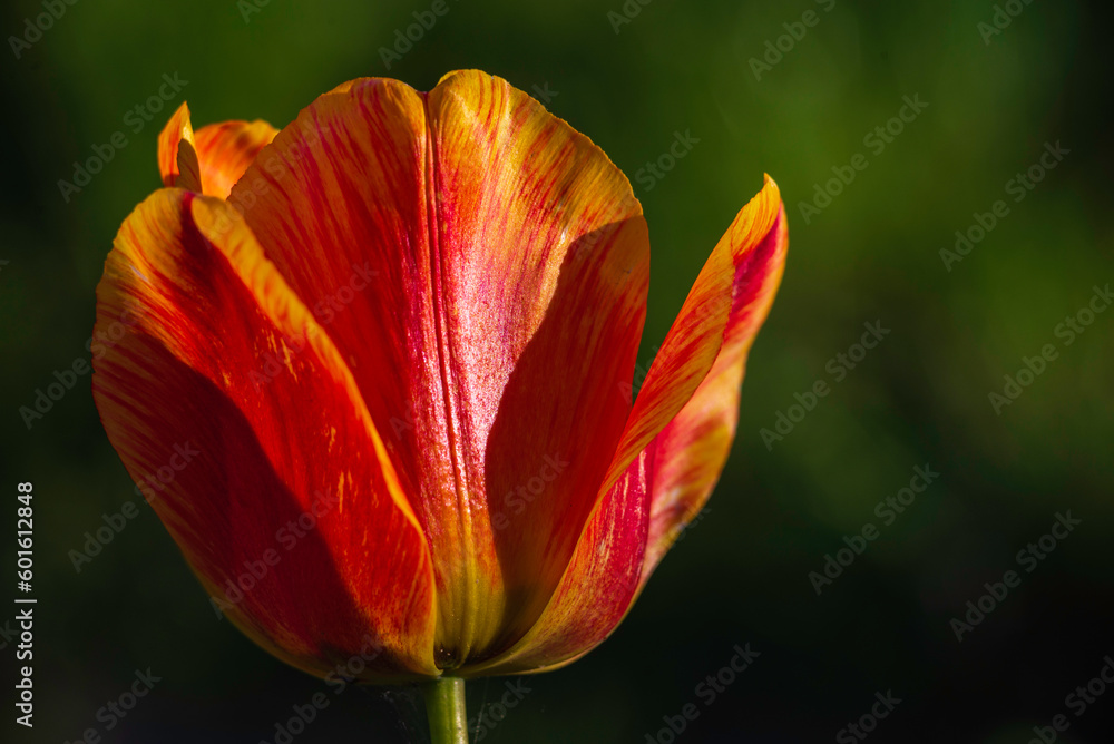 macro amazing red yellow tulip flowers blooming field black background sunset light love concept beautiful scene design copy space. banner closeup spring postcard nature floristry shop flowerbed macro amazing red yellow tulip flowers blooming field black background sunset light love concept beautiful scene design copy space. banner closeup spring postcard nature floristry shop flowerbed