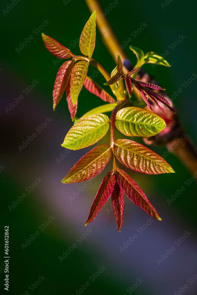  bloom in spring fresh young walnut leaves Green inflorescence flower  pollen twig  catkins close up nature outdoors male Blossom nature  background nut sunset.