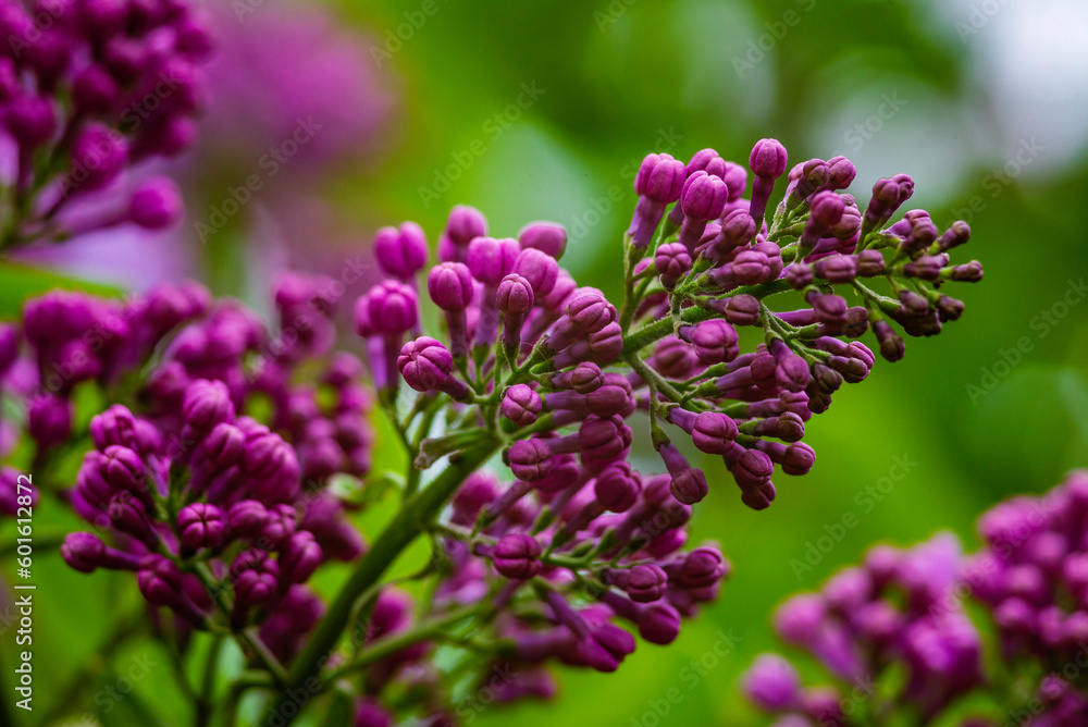 Syringa vulgaris, the lilac or common lilac Blooming purple flowers green background, close up branch Bouquet garden beautiful wallpaper delicate PARFUMS Selective focus cluster smell copy space. Syringa vulgaris, the lilac or common lilac Blooming purple flowers green background, close up branch Bouquet garden beautiful wallpaper delicate PARFUMS Selective focus cluster smell copy space.