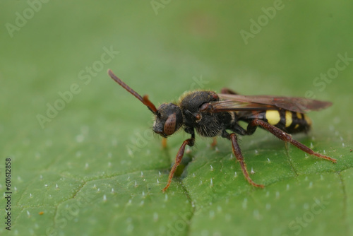 Closeup on a female dark colored Early Nomad bee, Nomada leucophthalma sitting on a green leaf © Henk