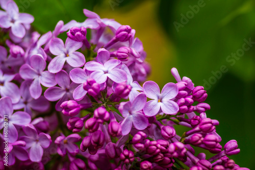 Syringa vulgaris  the lilac or common lilac Blooming purple flowers green background  close up branch Bouquet  garden beautiful wallpaper delicate PARFUMS Selective focus cluster smell copy space.