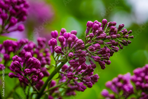 Syringa vulgaris  the lilac or common lilac Blooming purple flowers green background  close up branch Bouquet  garden beautiful wallpaper delicate PARFUMS Selective focus cluster smell copy space.