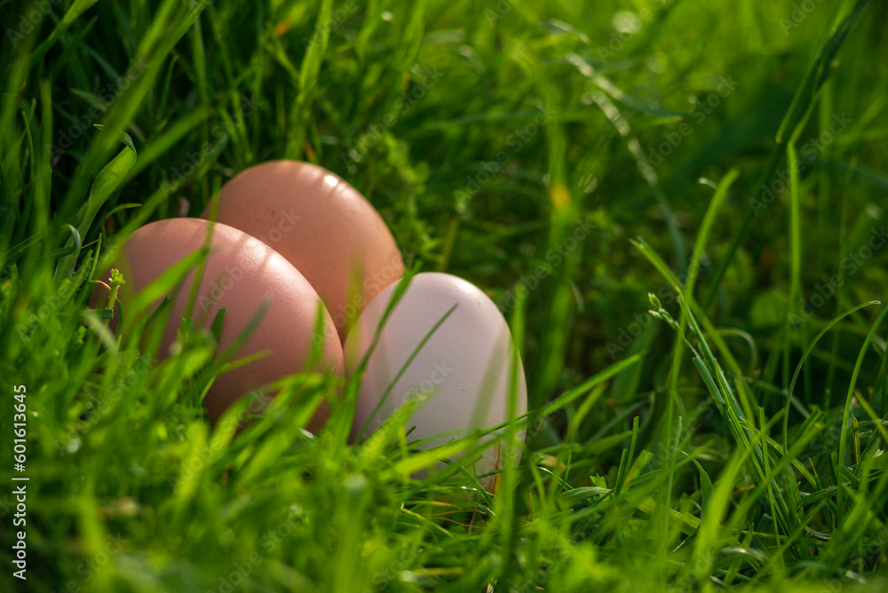 Raw Easter concept white eggs green grass background sunny spring day decoration, banner copy space for text Fresh from farm organic protein superfood chicken egg lying nest, symbol holiday. Raw Easter concept white eggs green grass background sunny spring day decoration, banner copy space for text Fresh from farm organic protein superfood chicken egg lying nest, symbol holiday.