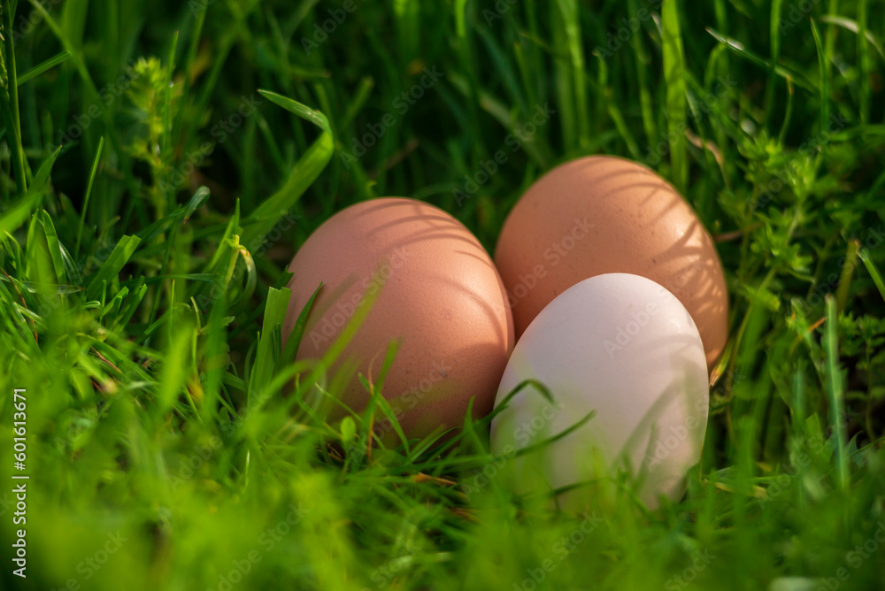 Raw Easter concept white eggs green grass background sunny spring day decoration, banner copy space for text Fresh from farm organic protein superfood chicken egg lying nest, symbol holiday. Raw Easter concept white eggs green grass background sunny spring day decoration, banner copy space for text Fresh from farm organic protein superfood chicken egg lying nest, symbol holiday.