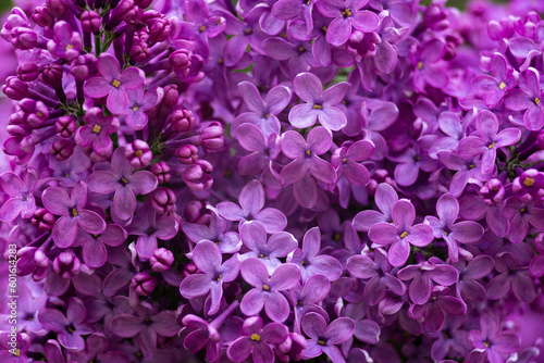 Syringa vulgaris, the lilac or common lilac Blooming purple flowers green background, close up branch Bouquet garden beautiful wallpaper delicate PARFUMS Selective focus cluster smell copy space.