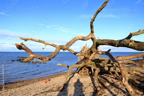 a view of a broken tree on a sea shore near Greifswald, Germany