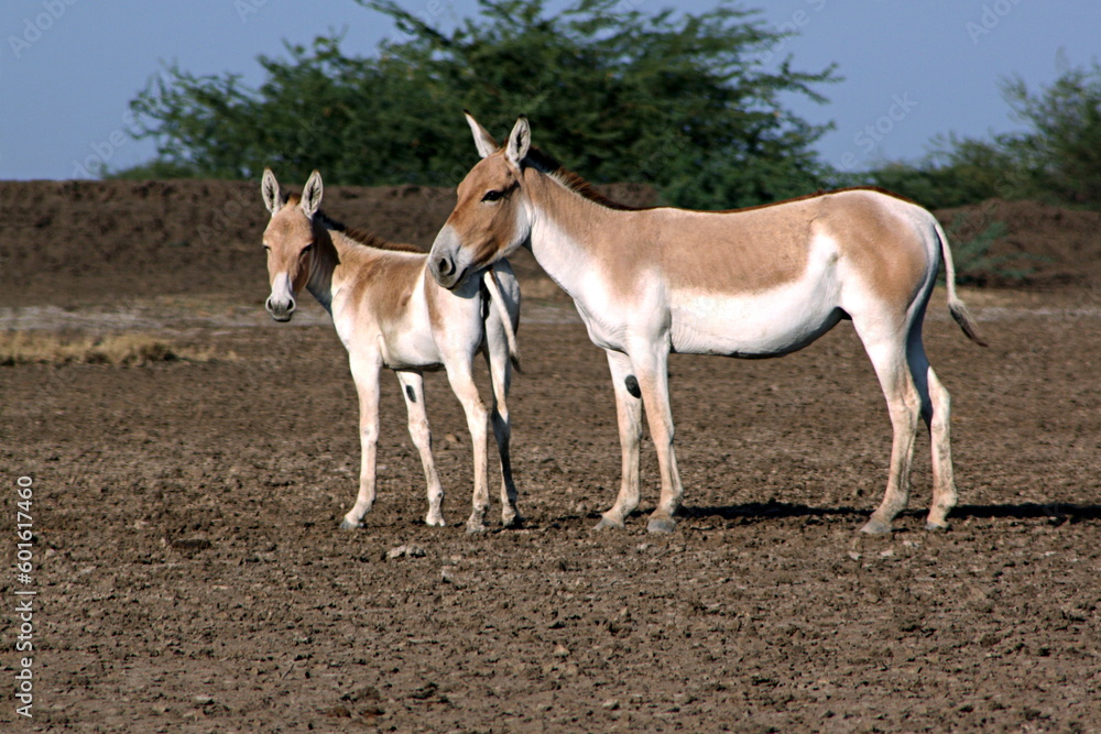Indian wild ass, Equus hemionus khur female and calf at Little Rann of Kutch a salt marsh in the Thar Desert, Gujarat, India Indian wild ass, Equus hemionus khur female and calf at Little Rann of Kutch a salt marsh in the Thar Desert, Gujarat, India