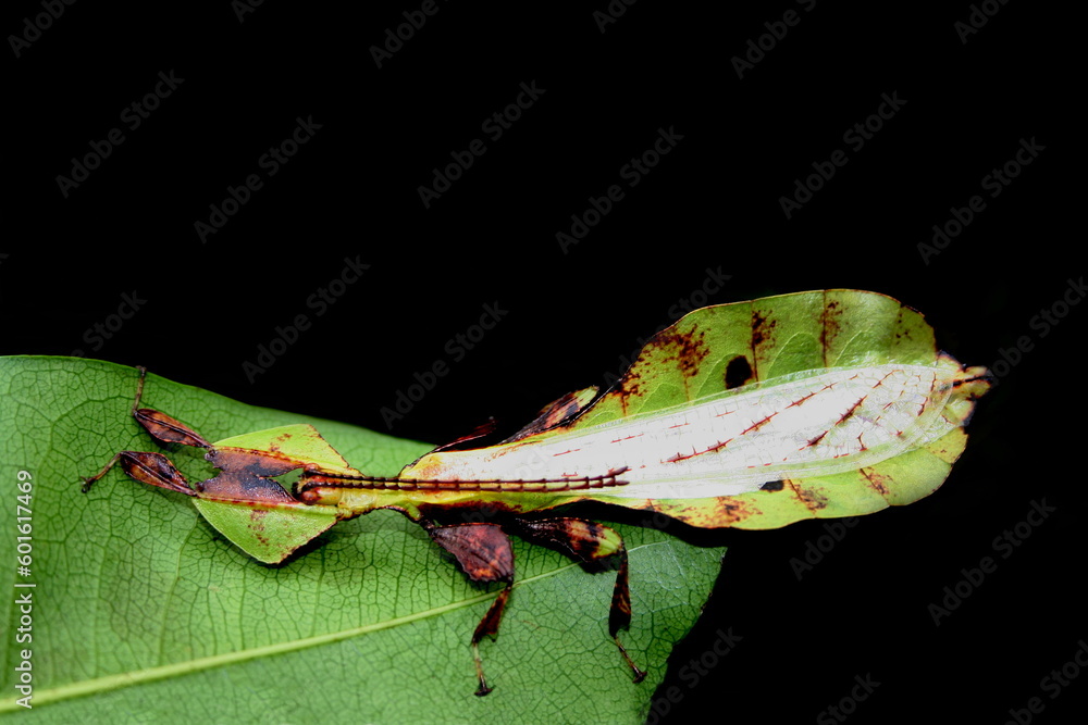 Leaf insect, family Phylliidae  also called walking leaf, any of more than 50 species of flat, usually green insects