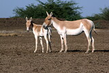 Indian wild ass, Equus hemionus khur  female and calf at Little Rann of Kutch a salt marsh  in the Thar Desert,  Gujarat, India