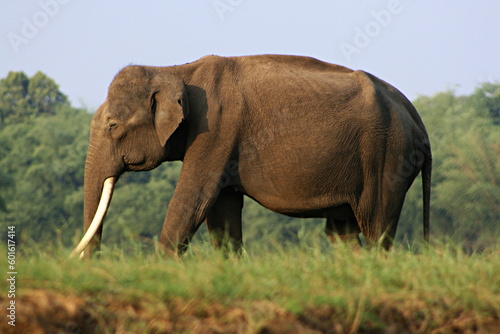 Male Indian elephant, Elephas maximus indicus at Nagarhole, Karnataka.