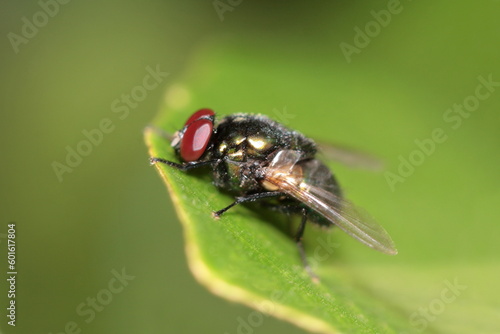 Flesh fly in Mhadei Wildlife sanctuary, goa, India © RealityImages
