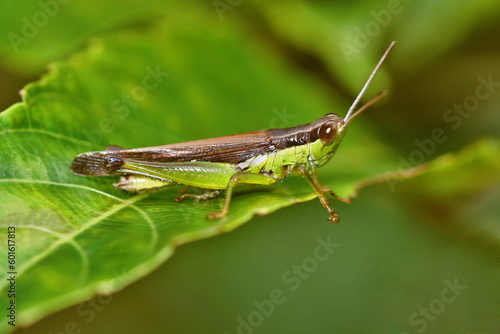 The Acrididae, or short-horned grasshoppers, are the predominant family of grasshoppers © RealityImages