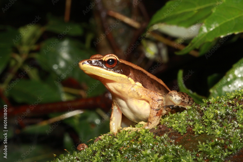 The bronzed frog (Hylarana temporalis) is a species of true frog found in the riparian evergreen forests of the Western Ghats, India The bronzed frog (Hylarana temporalis) is a species of true frog found in the riparian evergreen forests of the Western Ghats, India